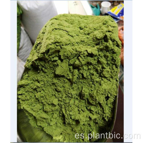 polvo de hojas de moringa orgánico 100% hoja de polvo de moringa